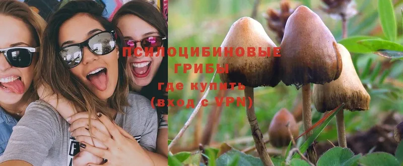 закладка  Ужур  Галлюциногенные грибы Psilocybine cubensis 